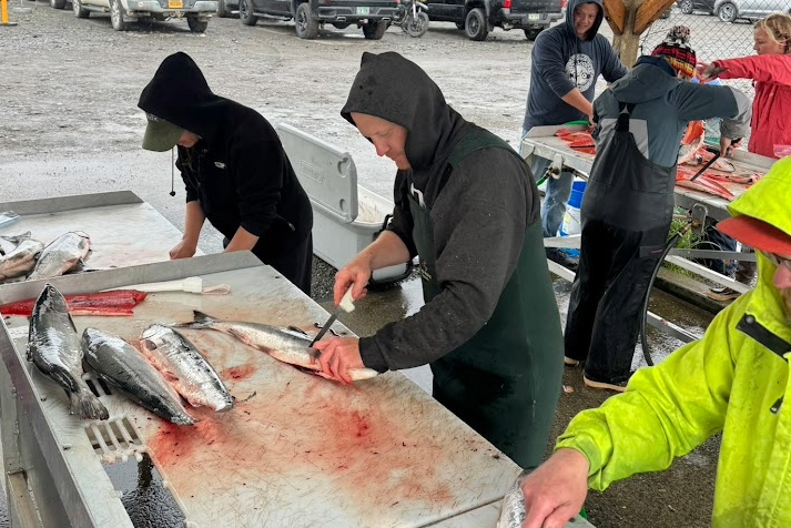Fisherman cleaning and prepping fish